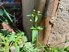 Galinsoga parviflora