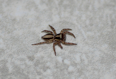 Plexippus setipes