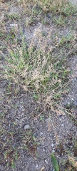 Poaceae