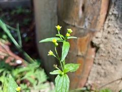 Galinsoga parviflora