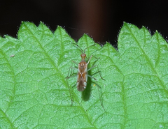 Dicyphus famelicus