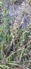 Poaceae