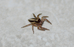 Plexippus setipes