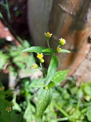 Galinsoga parviflora