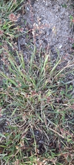 Poaceae