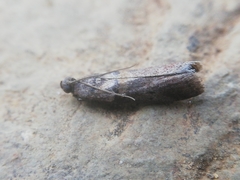 Acrobasis sodalella