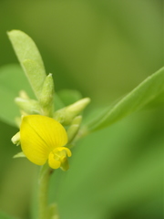 Crotalaria medicaginea