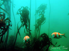 Chrysoblephus gibbiceps