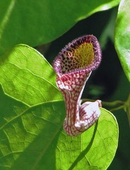 Aristolochia triangularis