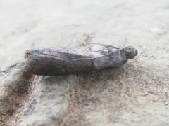 Acrobasis sodalella