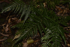 Parapolystichum munitum