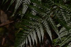 Parapolystichum munitum