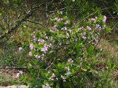 Daphne genkwa