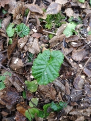 Rubus geoides