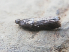 Acrobasis sodalella