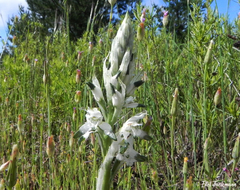 Chloraea multiflora