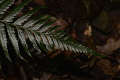 Parapolystichum munitum