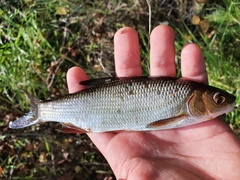 Leuciscus idus