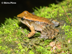 Crossodactylus gaudichaudii