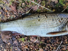 Leuciscus idus
