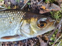 Leuciscus idus
