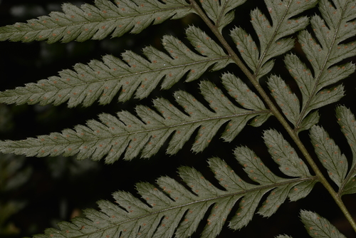 Parapolystichum munitum, 2021-09-03