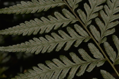 Parapolystichum munitum