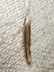 Coleophora bilineella
