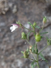 Chaenorhinum minus minus