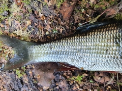 Leuciscus idus