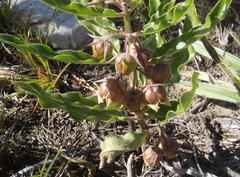 Pachycarpus dealbatus