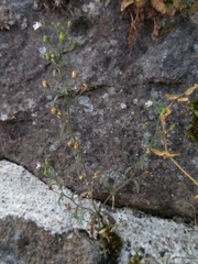 Chaenorhinum minus minus