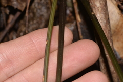 Parapolystichum munitum