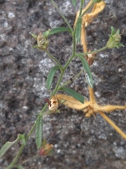 Chaenorhinum minus minus