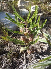 Pachycarpus dealbatus