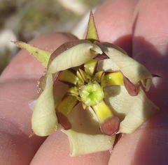 Pachycarpus dealbatus