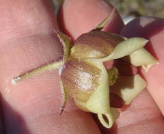 Pachycarpus dealbatus