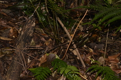 Parapolystichum munitum