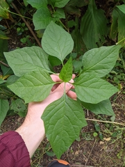 Alkekengi officinarum