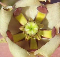 Pachycarpus dealbatus