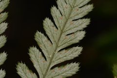 Parapolystichum munitum