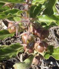 Pachycarpus dealbatus