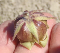 Pachycarpus dealbatus