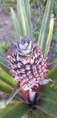 Ananas comosus comosus