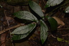 Elatostema reticulatum