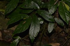 Elatostema reticulatum