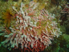 Melithaea rubra