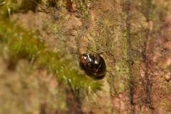Tornatellinops mastersi