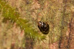 Tornatellinops mastersi