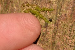 Tornatellinops mastersi